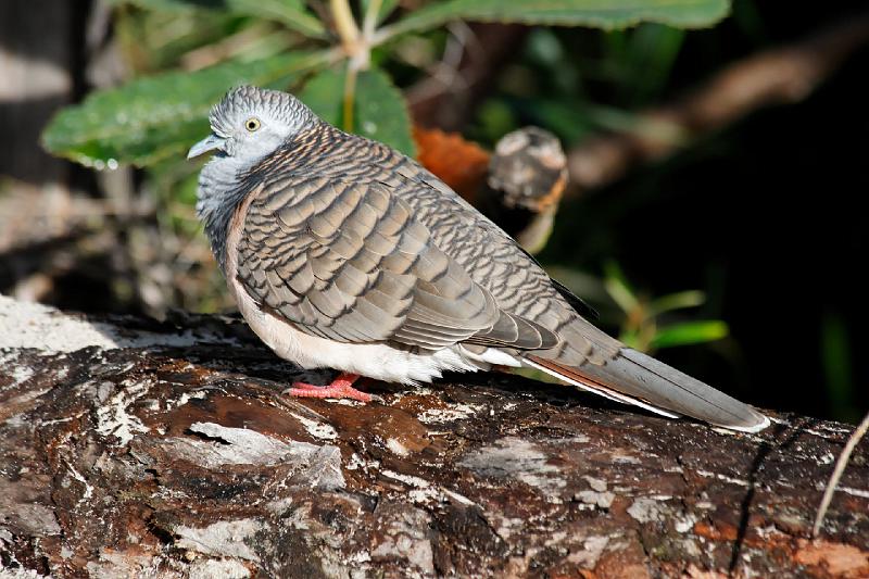 2007 05 16 Fraser Island 014_DXO.jpg